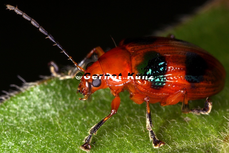 Metaxonycha_6_2.jpg