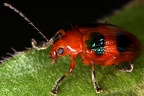 Chrysomelidae