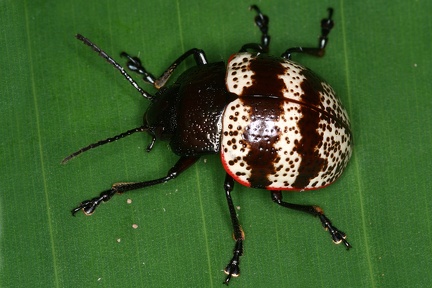 Platyphora petulans 9 2