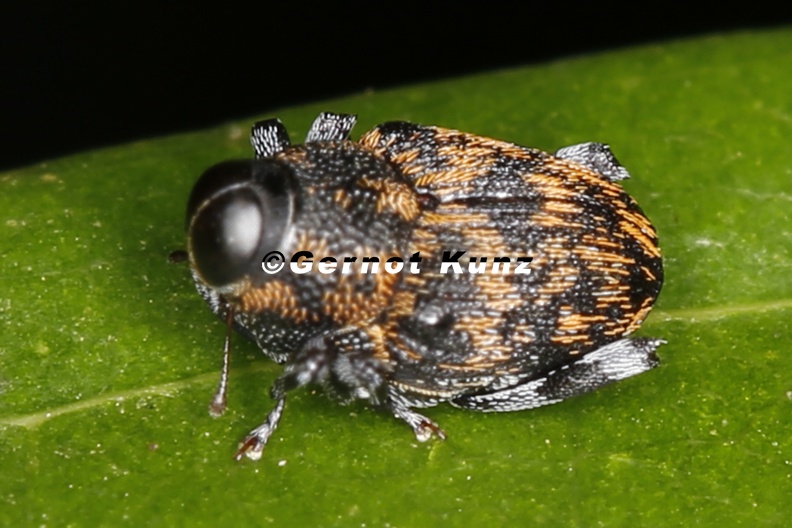 Conoderinae_1_1.jpg