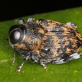 Conoderinae 1 1