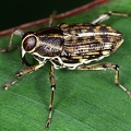 Conoderinae 2 2