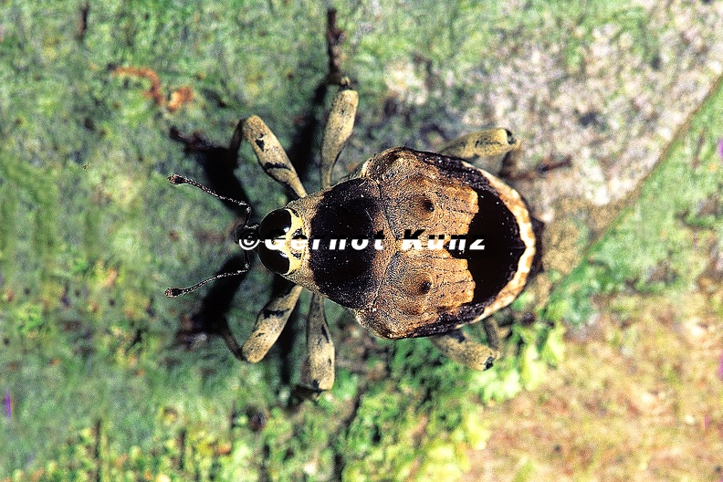 Piazurus_caprimulgus_1_2.jpg