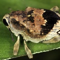 Piazurus sp  cf  7 2