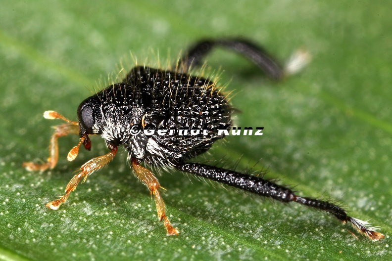 Tachygonus_sp__2_2.jpg