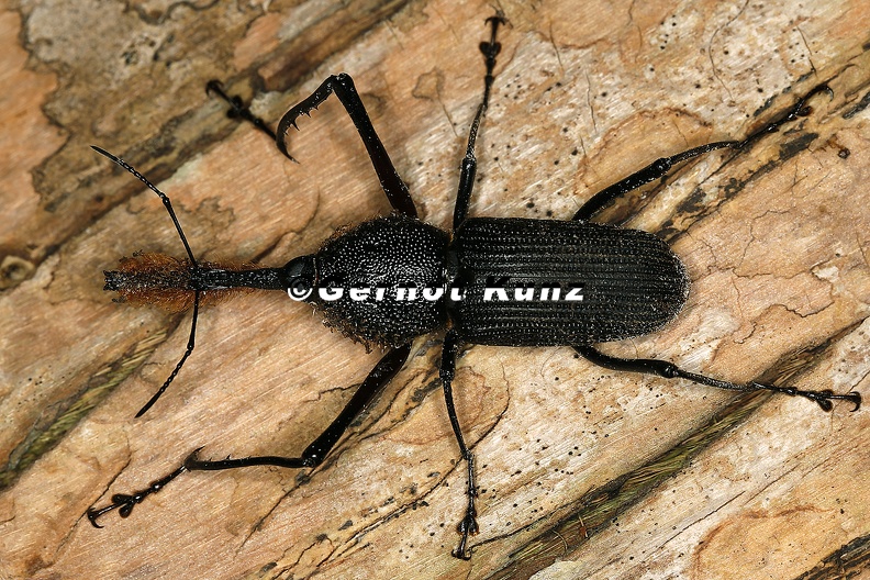 Rhinostomus_barbirostris__Bottlebrush_Weevil_M8_2.JPG
