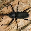 Rhinostomus barbirostris  Bottlebrush Weevil M8 2
