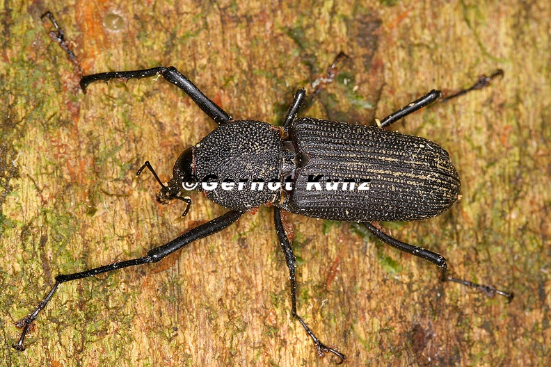 Rhinostomus_barbirostris__Bottlebrush_Weevil_W1_2.jpg