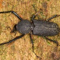 Rhinostomus barbirostris  Bottlebrush Weevil W1 2