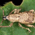 Entiminae 5 2
