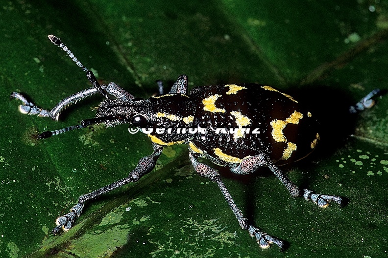 Entiminae_8_2.jpg