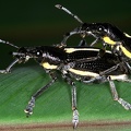 Entiminae 9 2