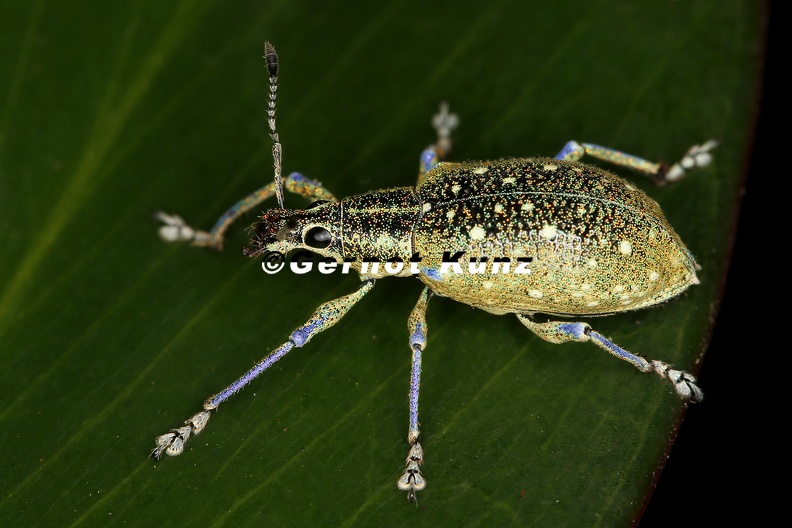 Exophthalmus_jekelianus_2_1.jpg