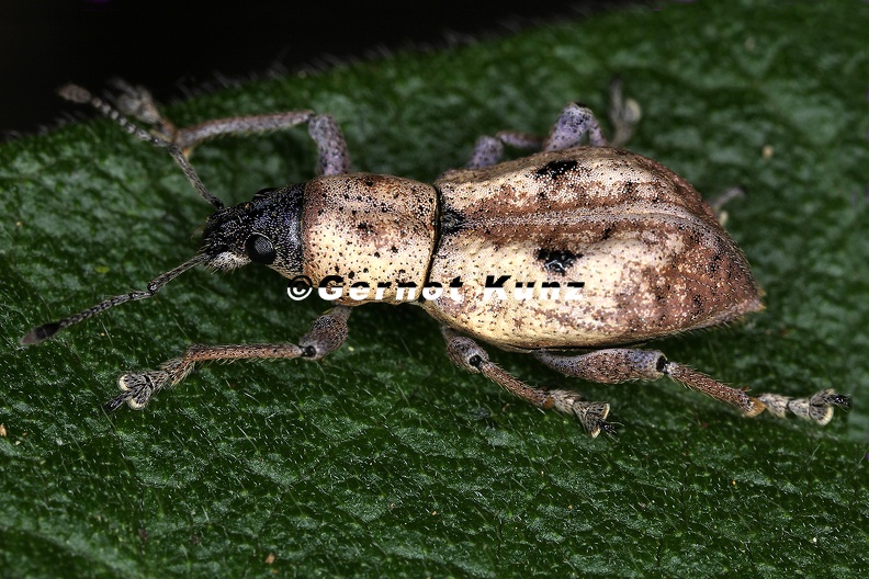 Exophthalmus_nubilus_6_2.jpg