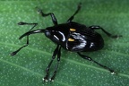 Cylindrocerus glabripectus 14 2