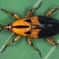 Metamasius hemipterus 18 2