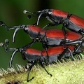 Rhodobaenus sanguineus 17 2