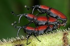 Rhodobaenus sanguineus 17 2