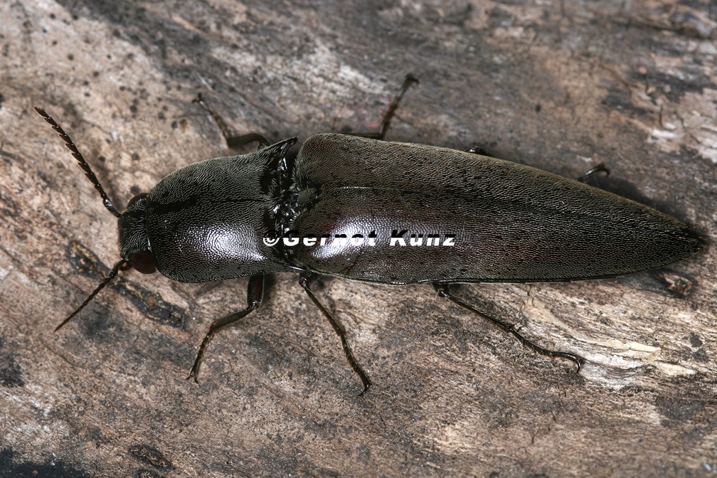 Orthostethus 7 2