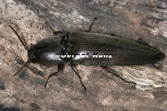 Orthostethus 7 2