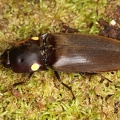 Pyrophorus  sp  cf   4 2