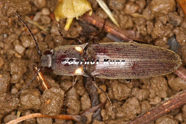 Pyrophorus  sp  cf   5 2