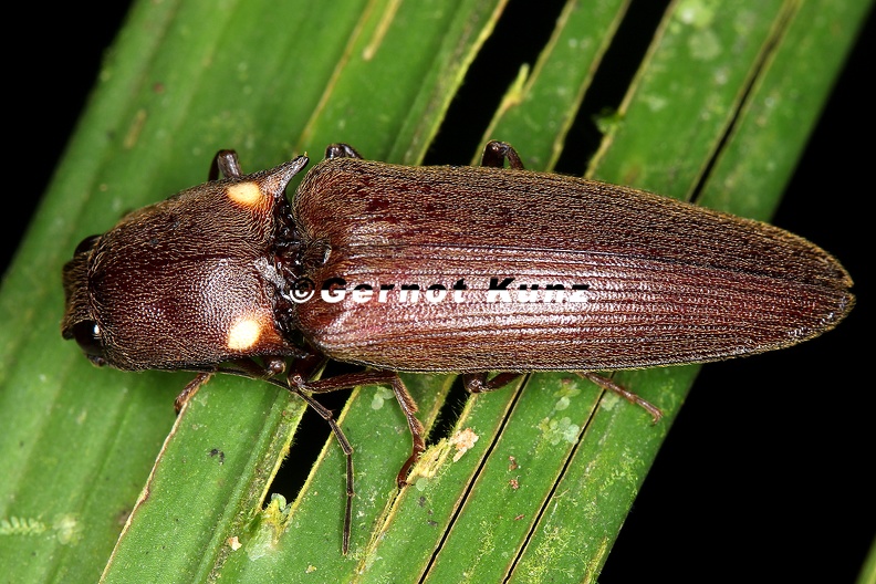 Pyrophorus__sp__cf___8_2.jpg