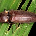 Pyrophorus  sp  cf   8 2