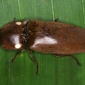 Pyrophorus_noctilucus_3.JPG