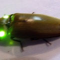 Pyrophorus sp  2 1