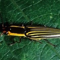 Semiotus superbus 1 2