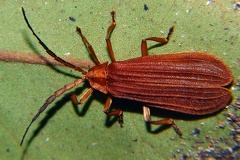 Calopteron sp 1