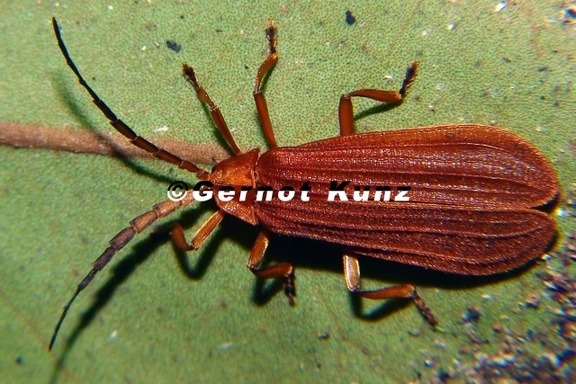Calopteron sp 1