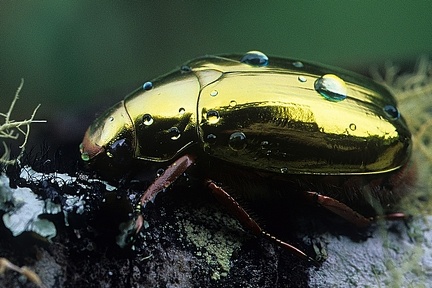 Chrysina batesi