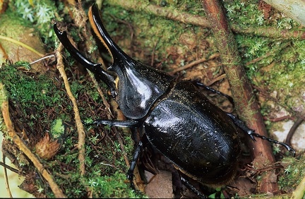 Dynastes hercules