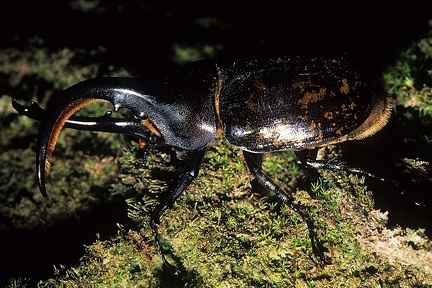 Dynastes hercules 001