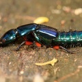 Eulissus chalybaeus