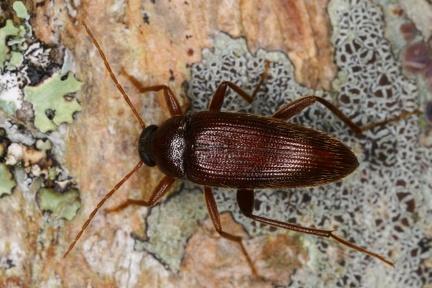 Alleculinae indet 2