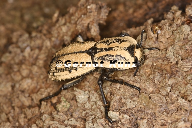 Zopherus cf chilensis1