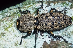Zopherus sp 1