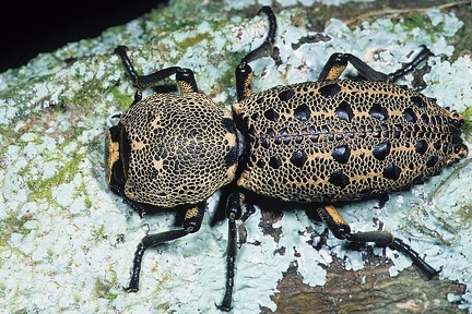 Zopherus sp 1