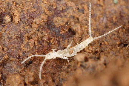 Campodeidae 9 2