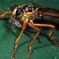 Asilidae1 1