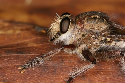 Asilidae2