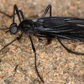 Bibionidae 1 2