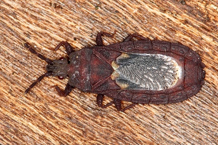 Aradidae indet  4 2
