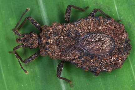 Mezirinae 2 2v