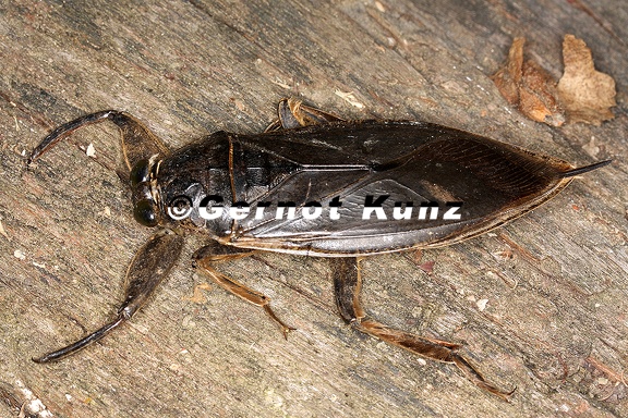 Lethocerus colossicus 1 2v