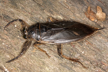 Lethocerus colossicus 1 2v