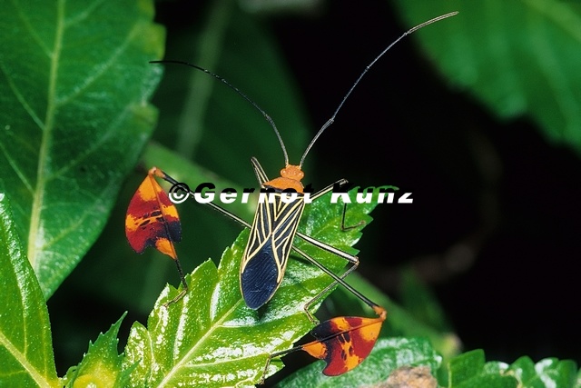 Anisoscelis gradadia1 - Anisoscelis_gradadia1.jpg Anisoscelis_gradadia1.jpg